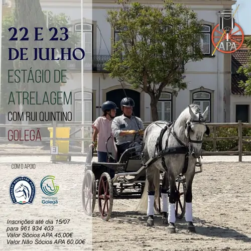 Estágio de Atrelagem na Golegã em Julho